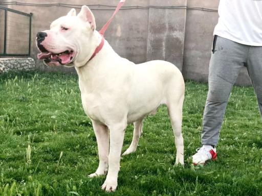 عکس باشگاه اطلس دام پارسیان