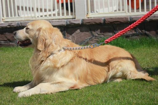 عکس باشگاه اطلس دام پارسیان