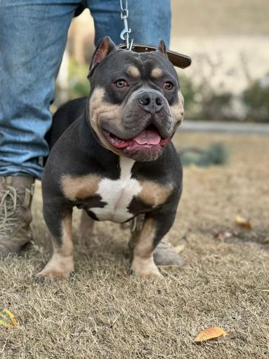 عکس باشگاه اطلس دام پارسیان