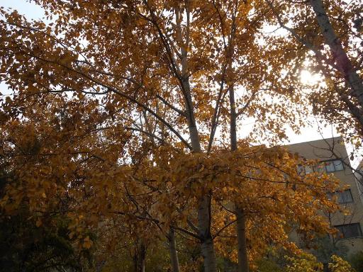 عکس مجتمع نسیم دانش