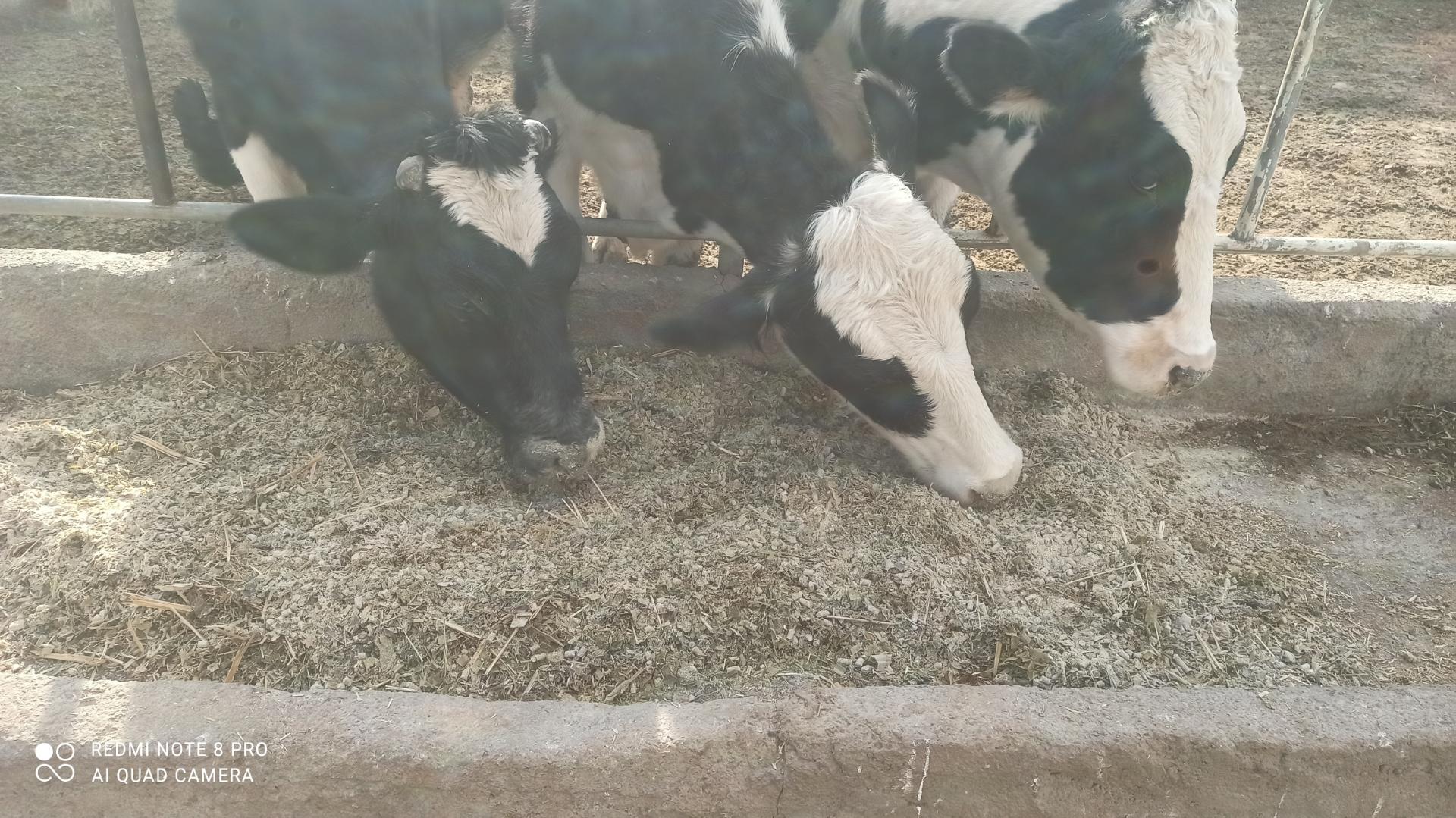 عکس دامداری تفاهمی 