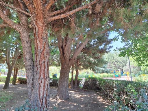 عکس پارک پامچال