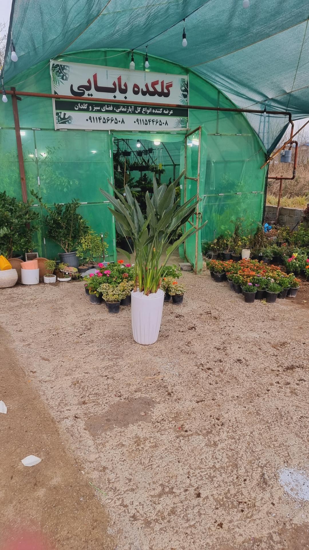 عکس گلکده بابایی