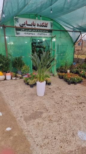 عکس گلکده بابایی