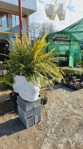 عکس گلکده بابایی