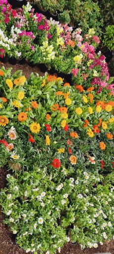 عکس گلکده بابایی