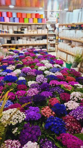 عکس گلکده بابایی