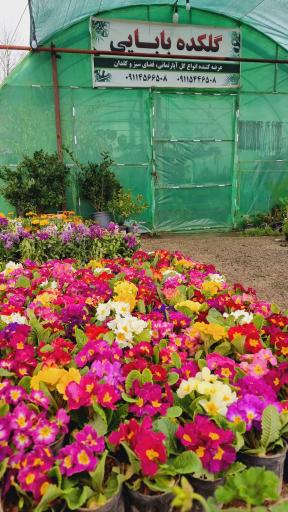 عکس گلکده بابایی