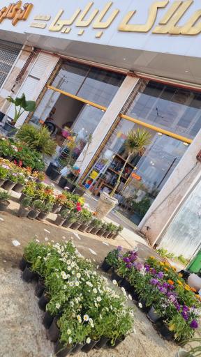 عکس گلکده بابایی