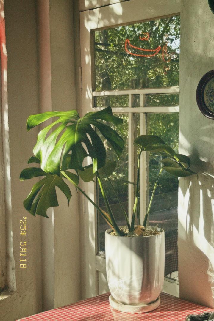 عکس چایخانه نبات