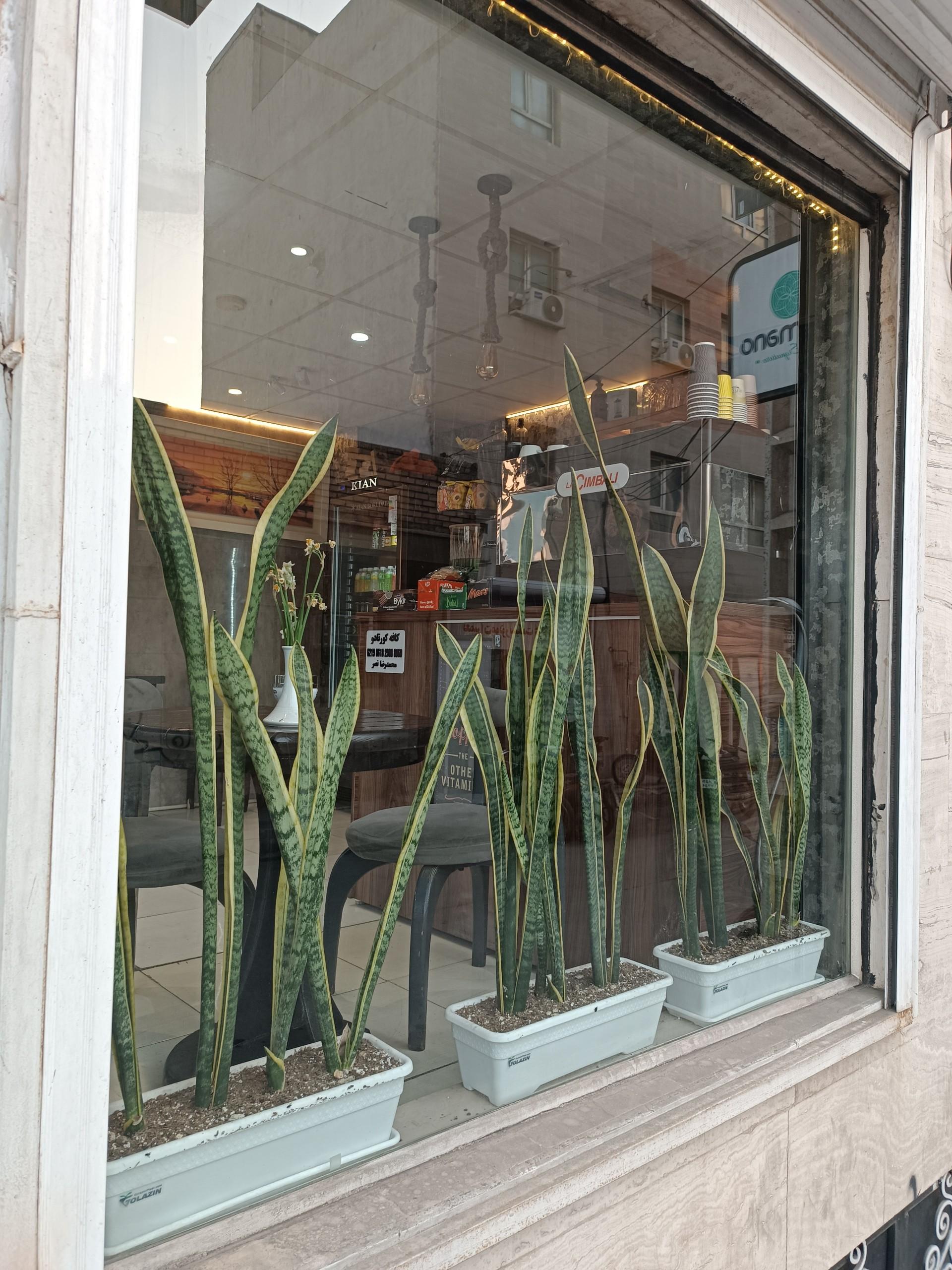 عکس کافه صبحانه کورتادو