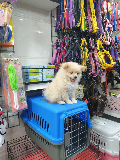 عکس پت شاپ باتلاق