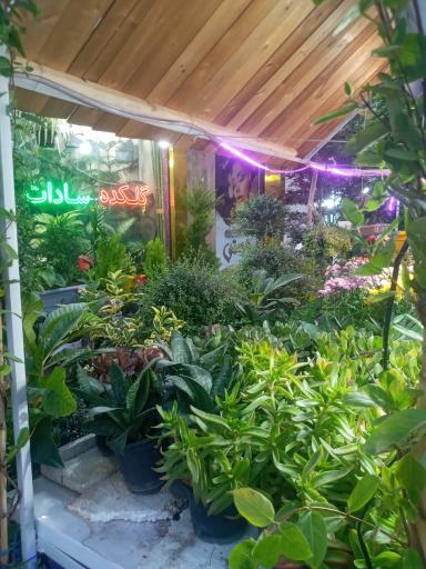 عکس گلکده سادات