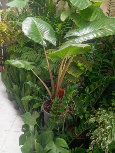 عکس گلکده سادات