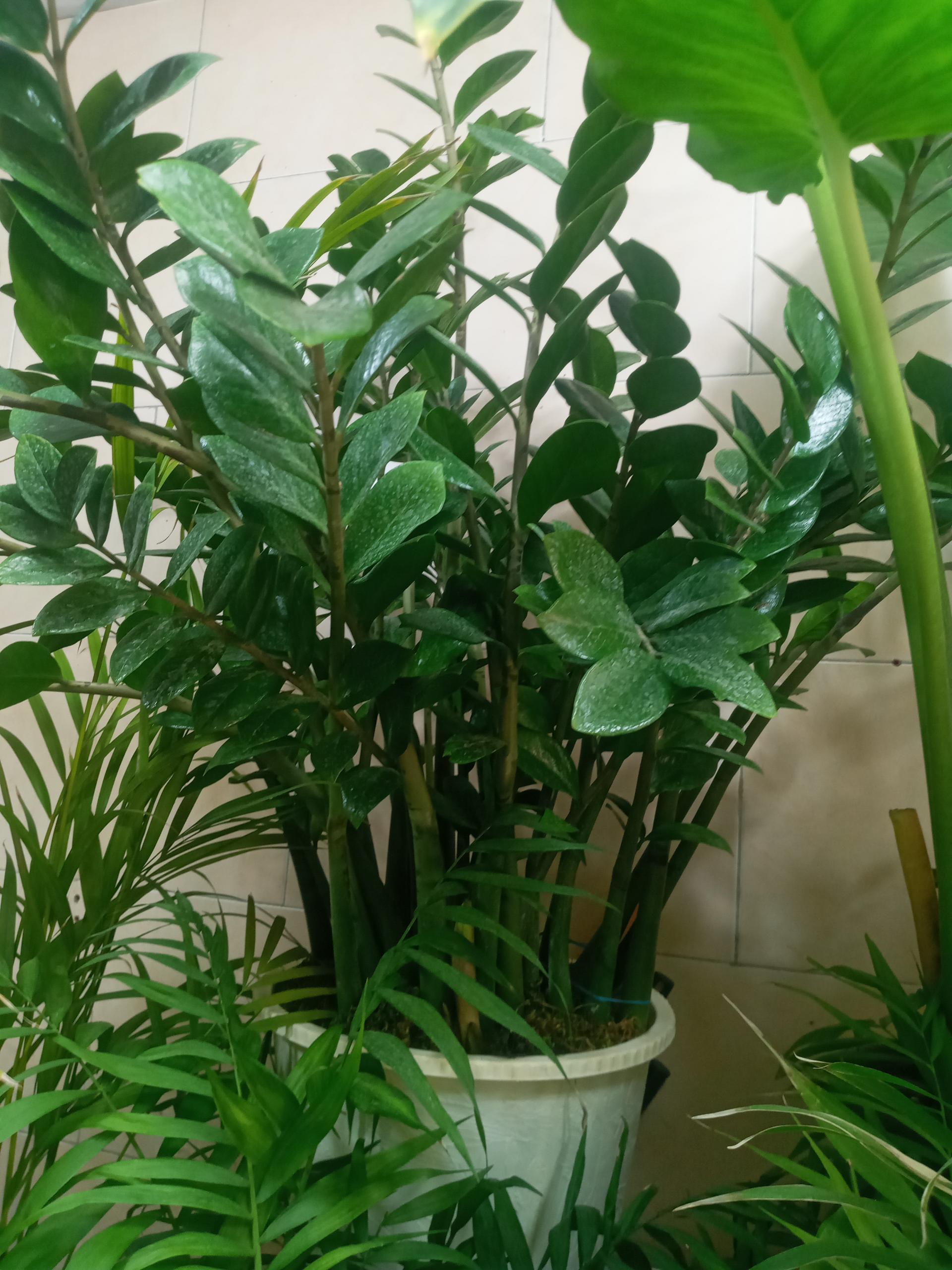 عکس گلکده سادات