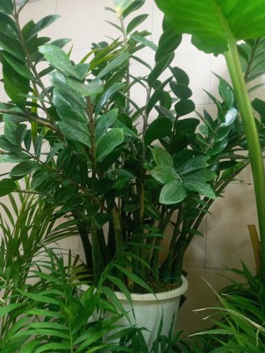 عکس گلکده سادات