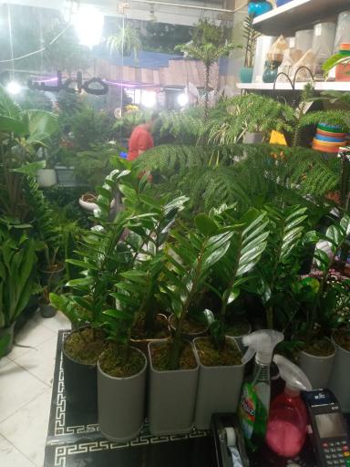 عکس گلکده سادات