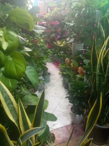 عکس گلکده سادات