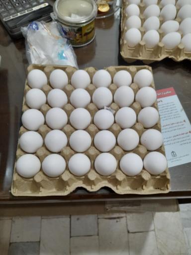 عکس پخش تخم مرغ کمی