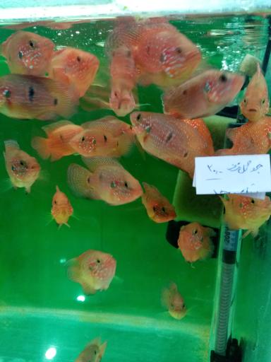عکس آکواریوم فروشی محمدشهر
