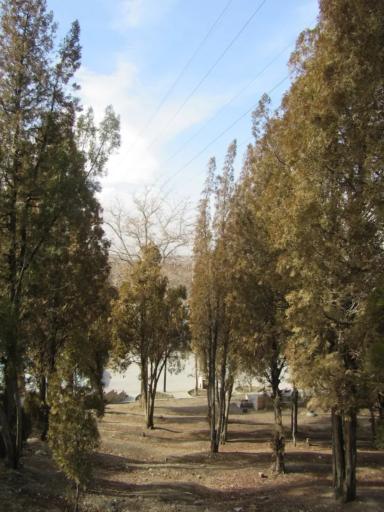 عکس پارک جنگلی شهید باهنر