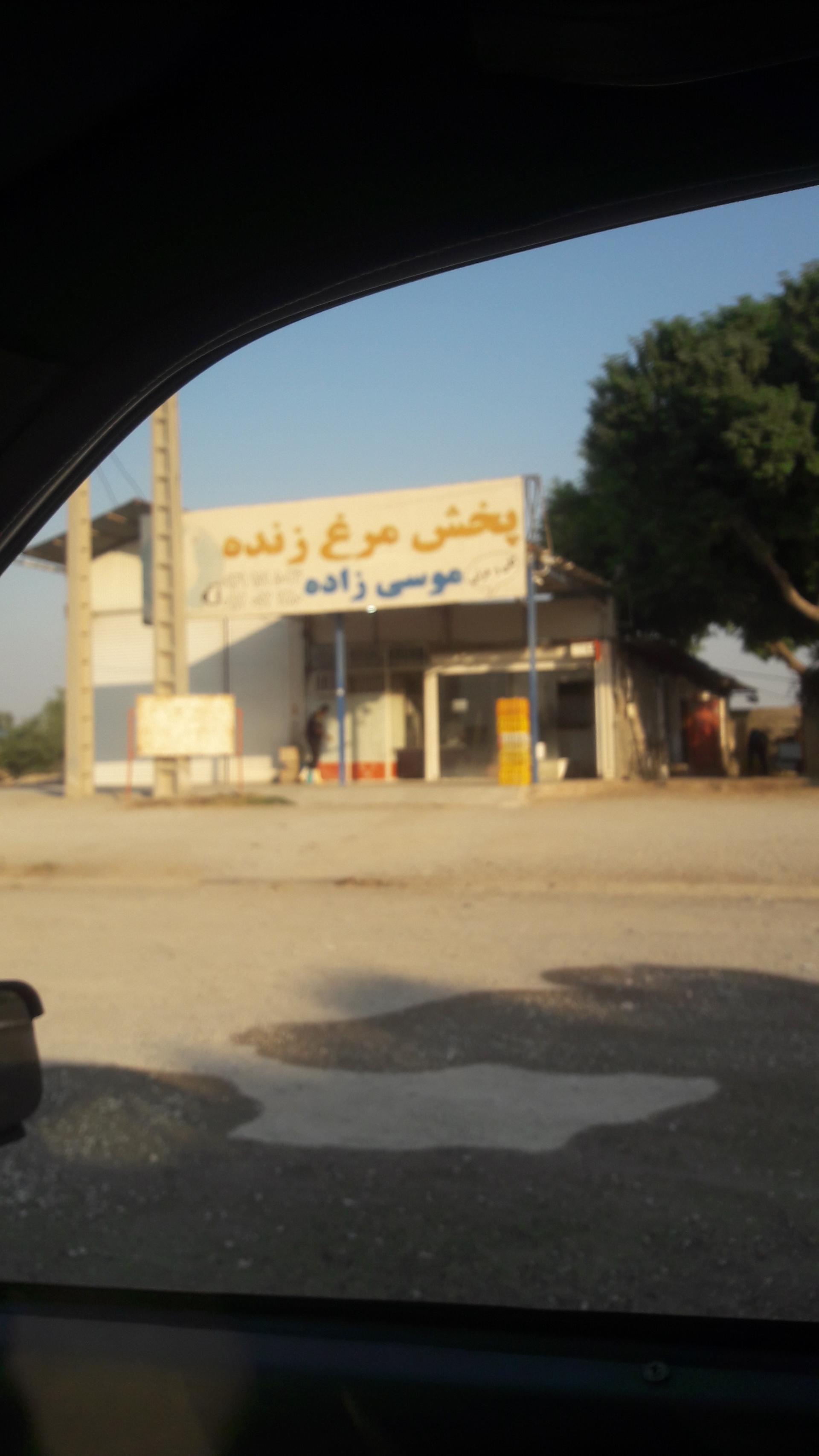 عکس پخش مرغ زنده موسی زاده