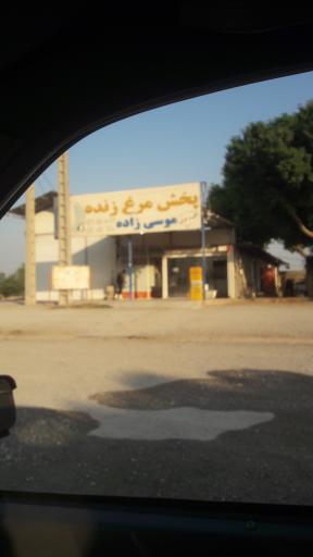 عکس پخش مرغ زنده موسی زاده