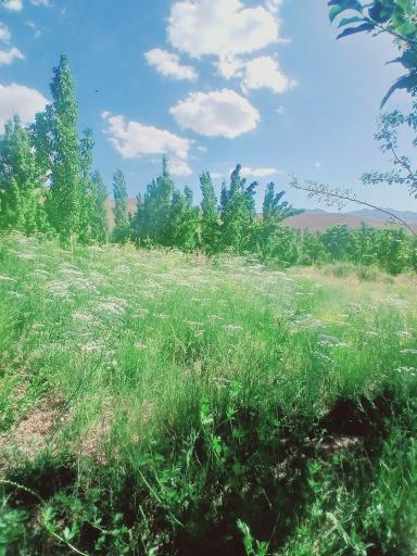 عکس لاله زار