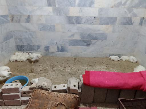 مرغداری پیغان زردکوهی