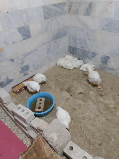 مرغداری پیغان زردکوهی