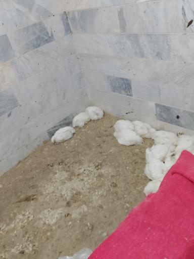 مرغداری پیغان زردکوهی