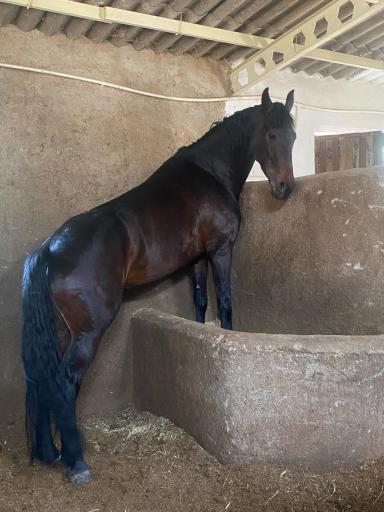 عکس سوارکاری مهرگان