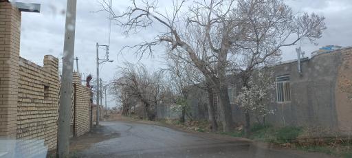 عکس تجره