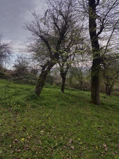 عکس گیلان