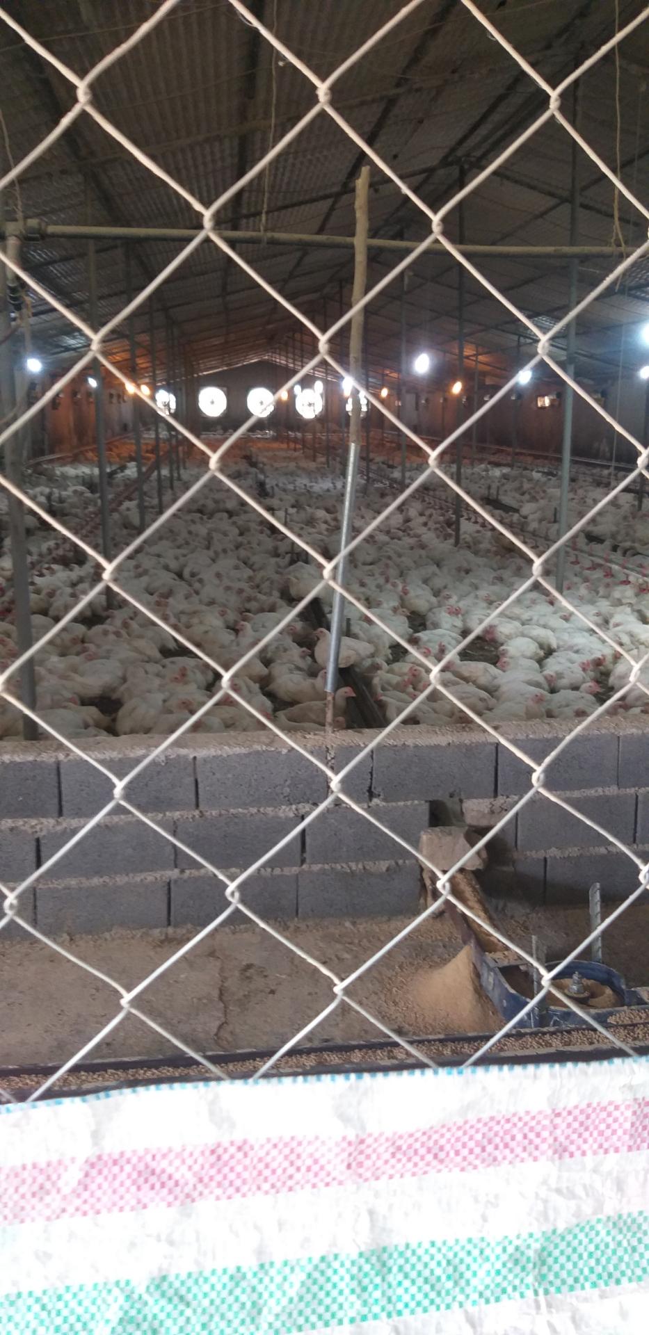 عکس مرغداری