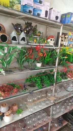 فروش عمده ماهی قرمز خان ماهی