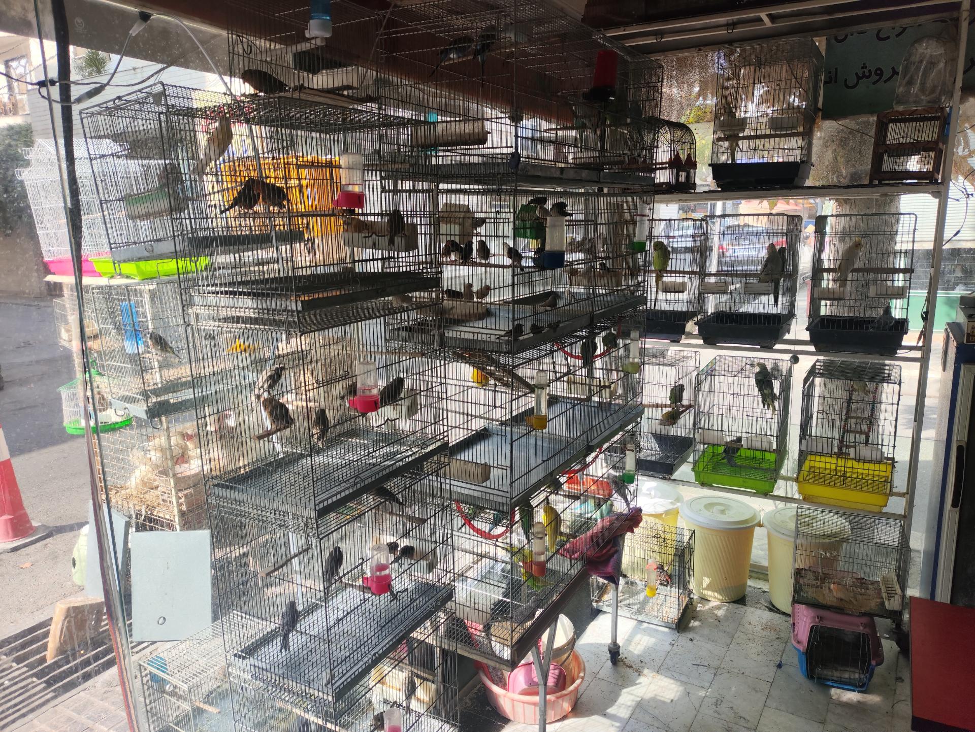 عکس پرنده فروشی داود