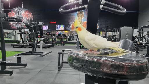 عکس باشگاه ورزشی بانوان اسپادانا