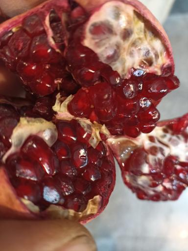 عکس میوه سرای محله