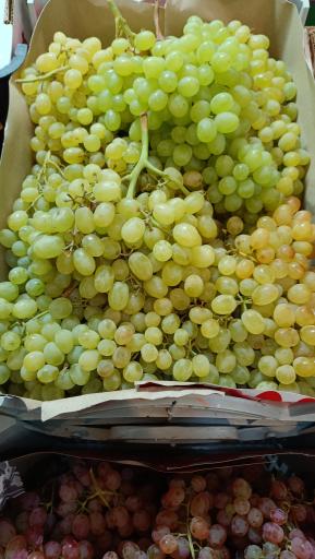 عکس میوه سرای محله