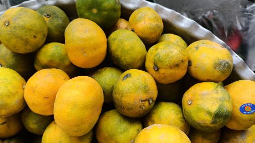 عکس میوه سرای محله