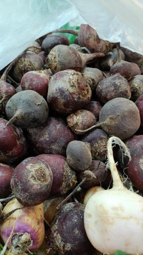 عکس میوه سرای محله