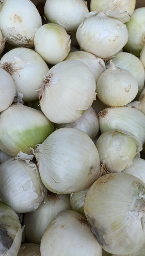 عکس میوه سرای محله