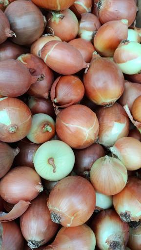 عکس میوه سرای محله