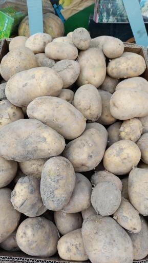 عکس میوه سرای محله