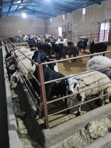 عکس پرواربندی زمانی 