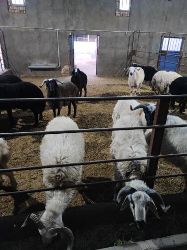 عکس پرواربندی زمانی 