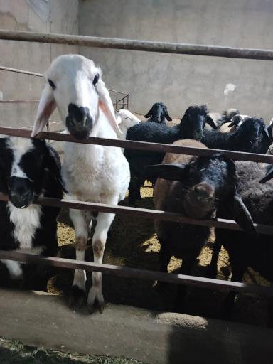 عکس پرواربندی زمانی 