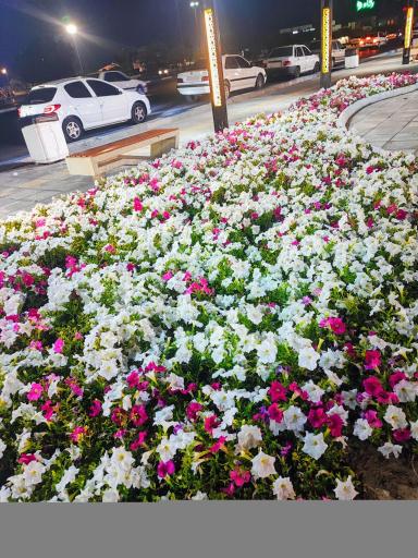 عکس بوستان کیش