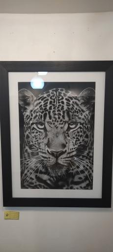 عکس نگارخانه گل های داوودی